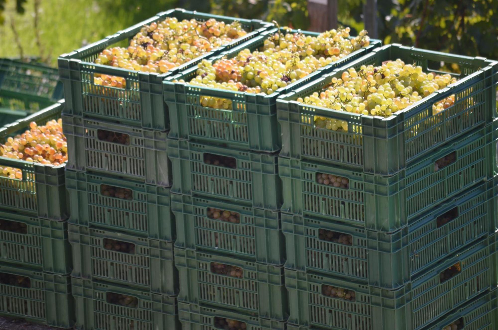 Domaine Du Burignon Ξενοδοχείο Saint-Saphorin Εξωτερικό φωτογραφία