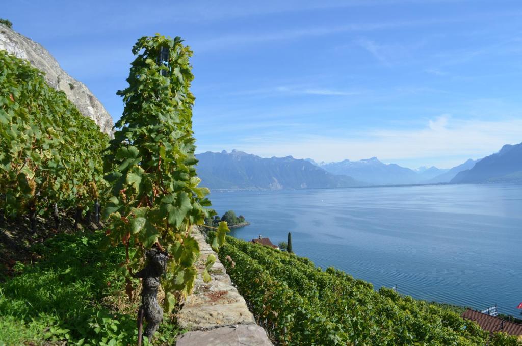 Domaine Du Burignon Ξενοδοχείο Saint-Saphorin Εξωτερικό φωτογραφία